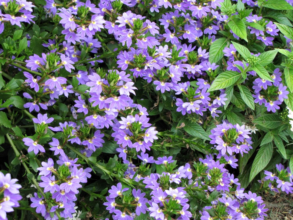 Try growing Australian fan flower News, Sports, Jobs Daily Herald